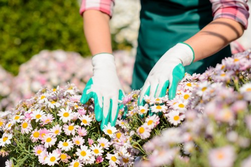 Gardener Pinner planting native species in a garden bed